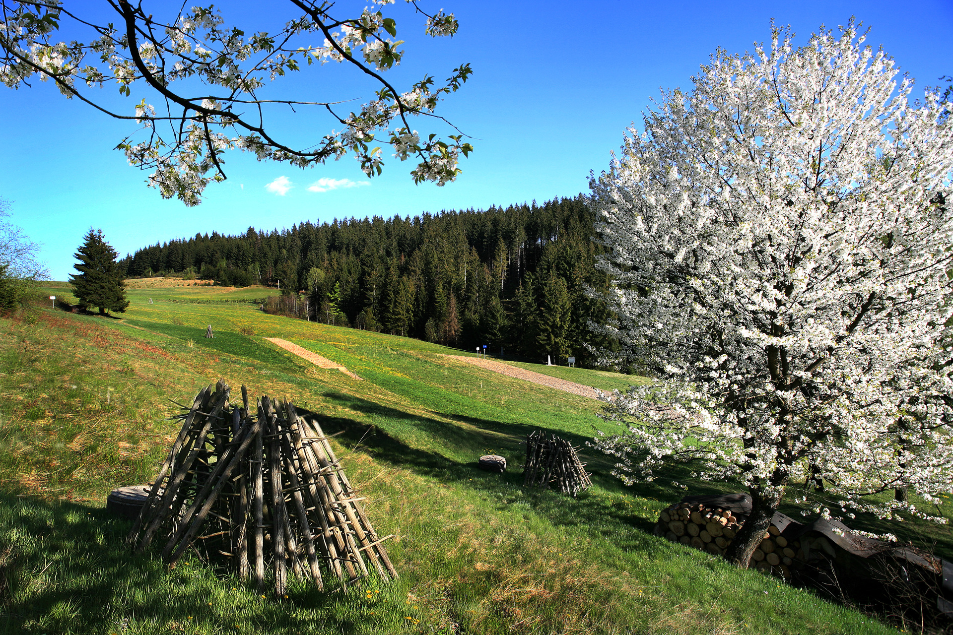 Hrčava